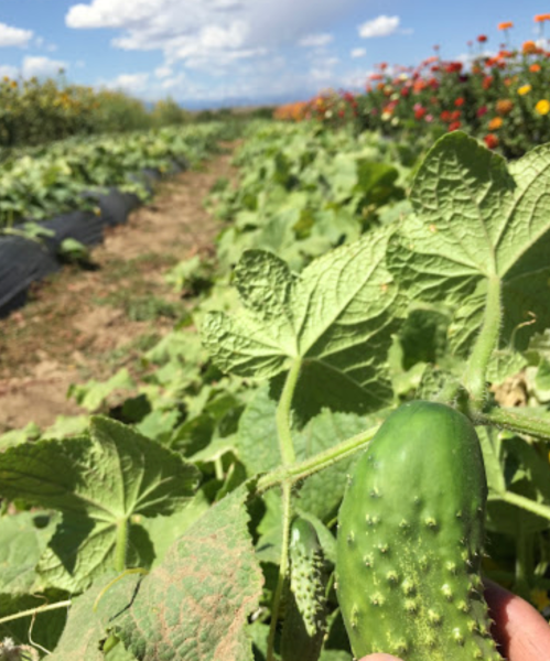 A hand holding a cucumber in a lush field with green leaves and colorful flowers in the background.