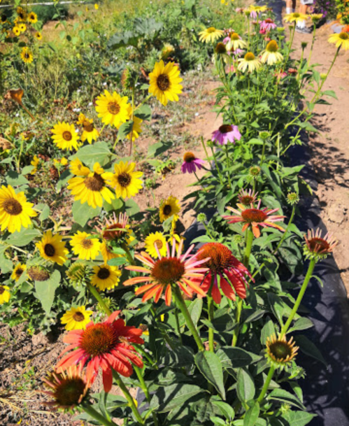 A vibrant garden filled with sunflowers and colorful coneflowers in bloom along a dirt path.
