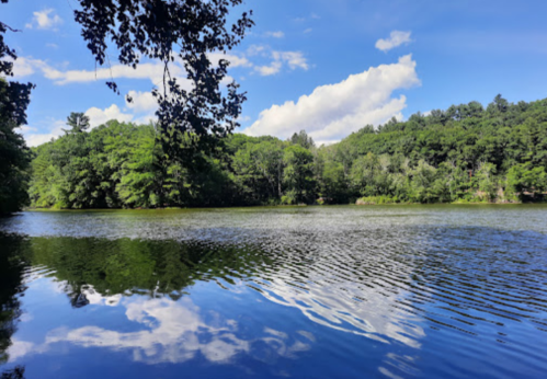 A serene lake surrounded by lush green trees under a blue sky with fluffy clouds, reflecting on the water's surface.