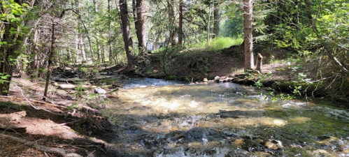 A serene forest scene featuring a clear stream flowing through trees and lush greenery. Sunlight filters through the leaves.