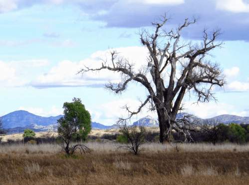 A barren landscape featuring a large, dead tree and a smaller green tree, with mountains and clouds in the background.