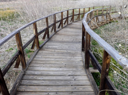 A winding wooden boardwalk surrounded by tall grass and vegetation.