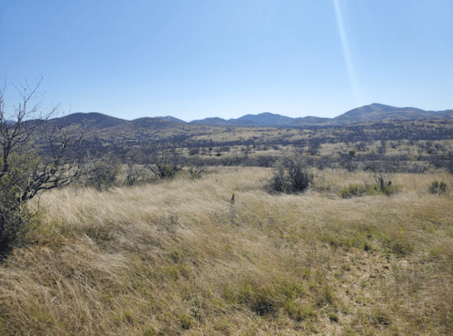 A vast landscape of dry grass and sparse shrubs, with distant mountains under a clear blue sky.
