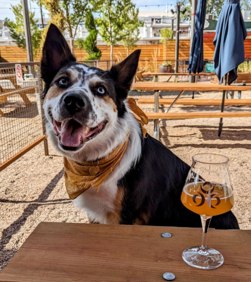 A happy dog with a bandana sits at a table next to a glass of beer in a sunny outdoor setting.