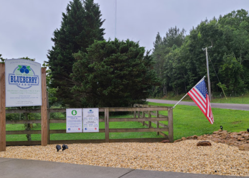 Sign for Blueberry Farm with an American flag, gravel path, and greenery in the background on a cloudy day.