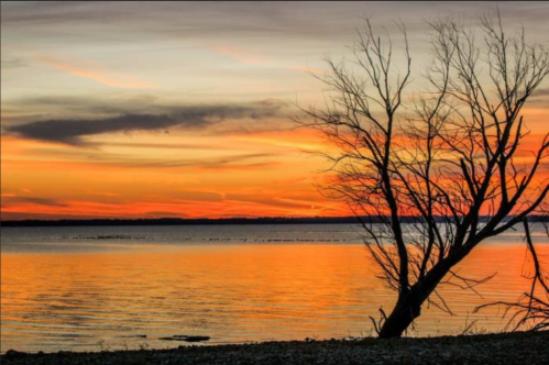 Silhouette of a bare tree against a vibrant sunset over calm water, with soft clouds in the sky.