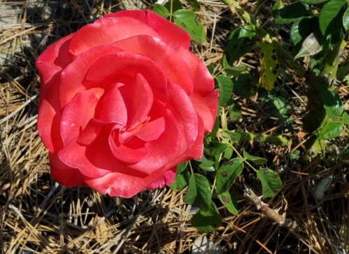 A vibrant pink rose blooms among green leaves and pine needles on the ground.