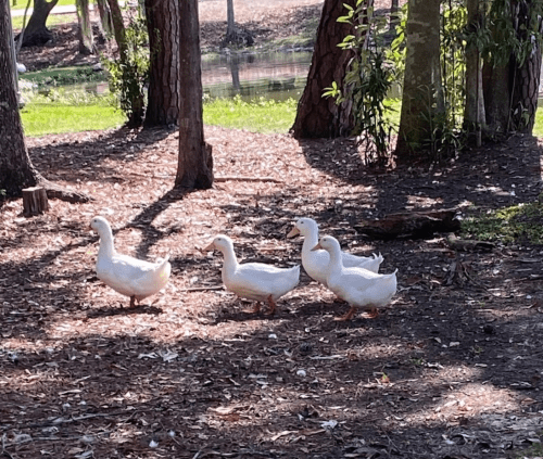 Four white ducks walking along a wooded path with sunlight filtering through the trees.