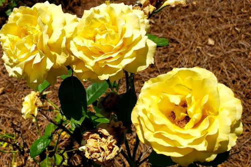 Three vibrant yellow roses bloom against a backdrop of brown pine needles.