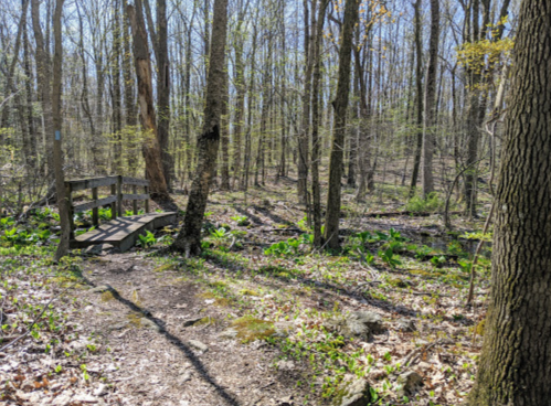 A serene forest scene with a wooden bridge over a small stream, surrounded by trees and green foliage.