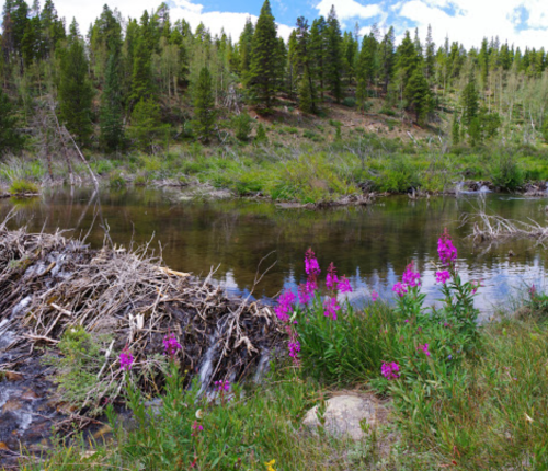 A serene landscape featuring a calm river, lush greenery, and vibrant purple flowers along the bank.