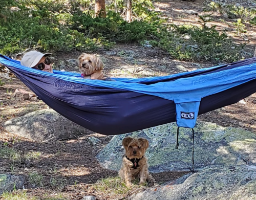 A person relaxes in a hammock with two dogs, surrounded by trees and rocks in a natural setting.