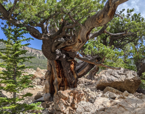 A gnarled tree with a thick trunk and green foliage, surrounded by rocky terrain and distant mountains under a blue sky.