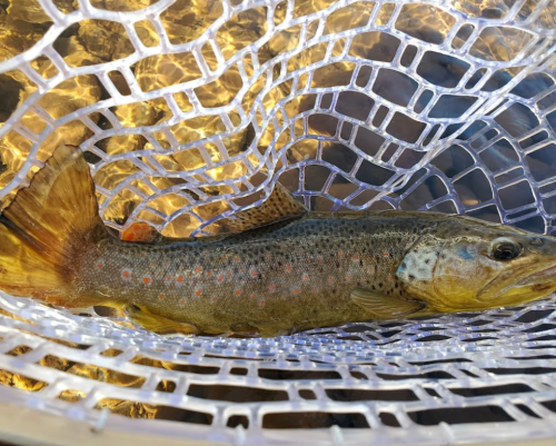 A brown trout resting in a clear fishing net, with shimmering water in the background.