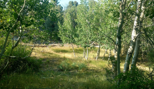 A serene forest scene with green trees and grass under a clear sky, creating a peaceful natural setting.