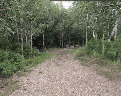 A gravel path leads into a wooded area with green foliage and a picnic table in the clearing.