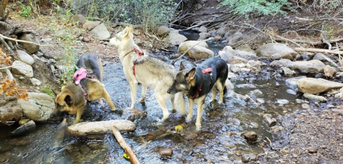 Four dogs wade through a shallow stream in a wooded area, surrounded by rocks and greenery.