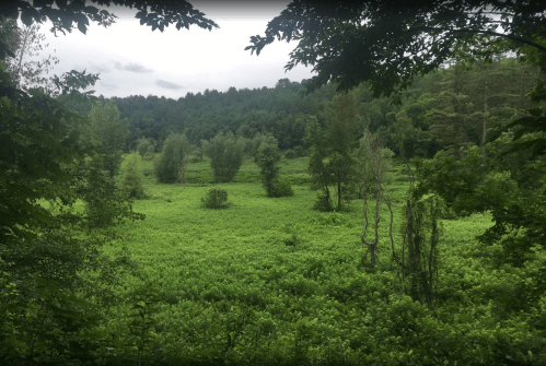 Lush green landscape with trees and a grassy field under a cloudy sky.