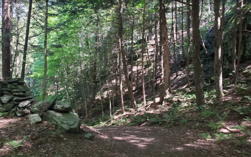 A serene forest path surrounded by tall trees and rocky terrain, dappled sunlight filtering through the leaves.