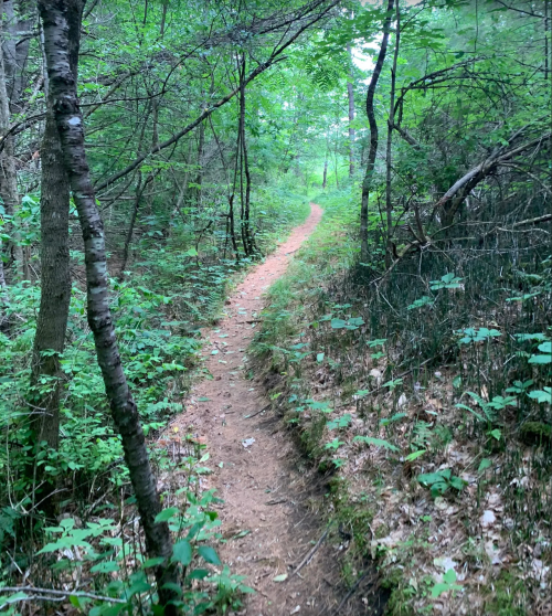 A narrow dirt path winding through a lush green forest, surrounded by trees and underbrush.