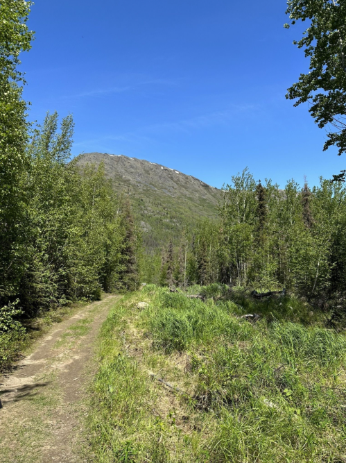 A dirt path leads through lush greenery towards a mountain under a clear blue sky.