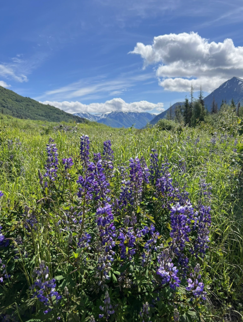 A vibrant field of purple flowers in a lush green landscape, with mountains and a blue sky in the background.