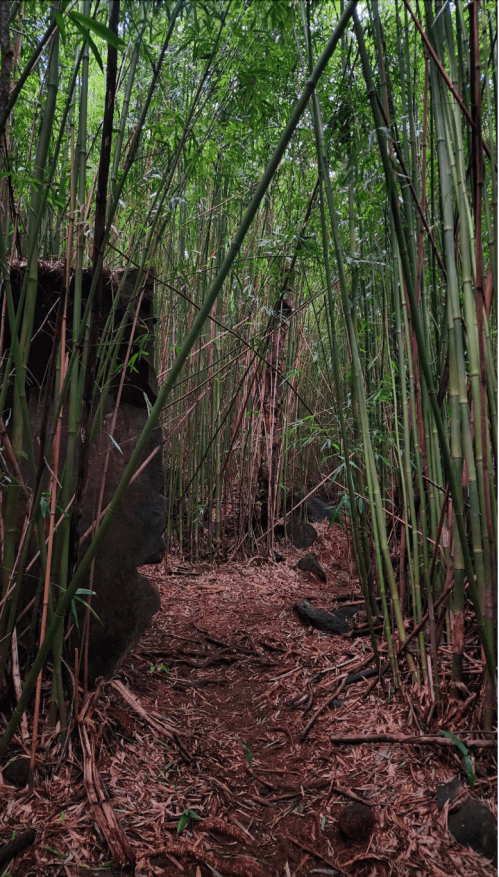A narrow path through dense bamboo stalks, with earthy ground and scattered rocks, creating a serene, natural atmosphere.