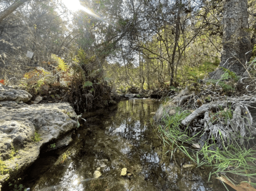 A serene stream flows through a wooded area, surrounded by rocks and lush greenery under dappled sunlight.
