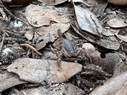 A scorpion on a bed of dry leaves and twigs, blending into its natural environment.