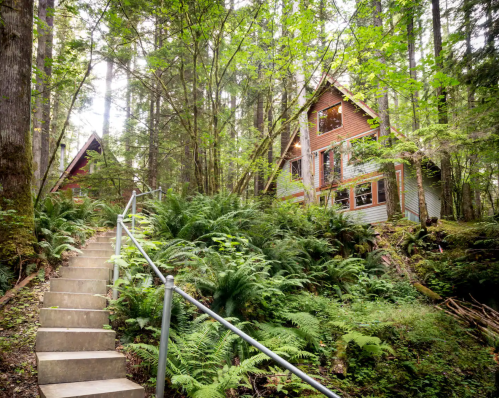 A charming cabin nestled in a lush forest, surrounded by ferns and tall trees, with a stone pathway leading up to it.