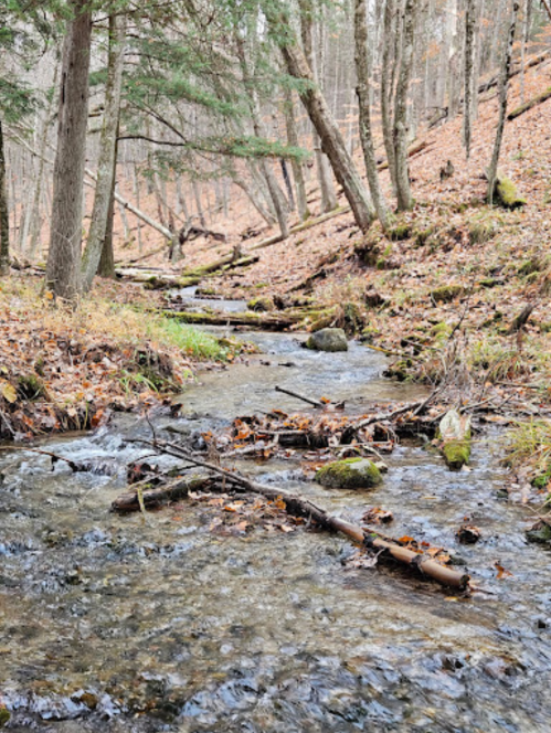 A serene forest scene featuring a flowing stream surrounded by trees and fallen leaves on the ground.