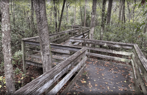 A wooden boardwalk winding through a dense forest, surrounded by trees and fallen leaves.