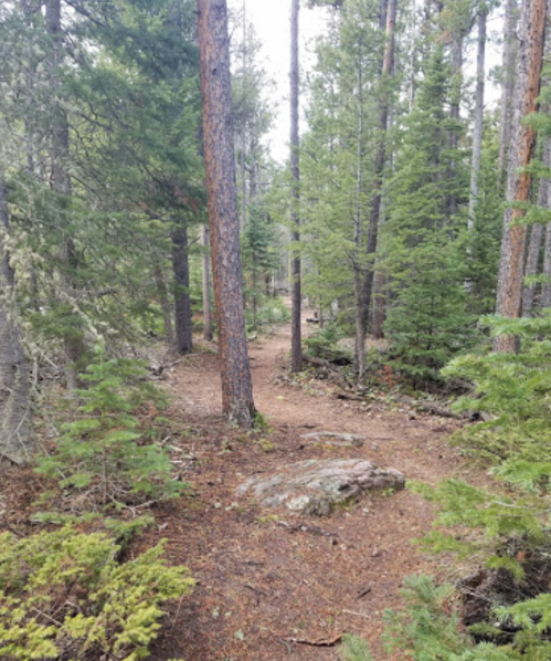A winding dirt path through a dense forest of tall pine trees and scattered rocks.