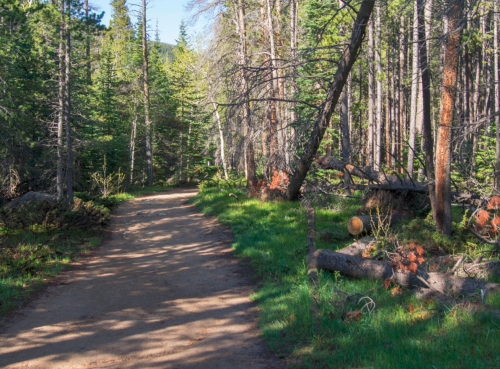 A dirt path winding through a lush green forest with tall trees and scattered fallen logs.