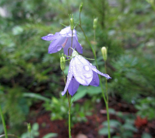 Delicate purple flowers with raindrops on petals, surrounded by green foliage in a natural setting.