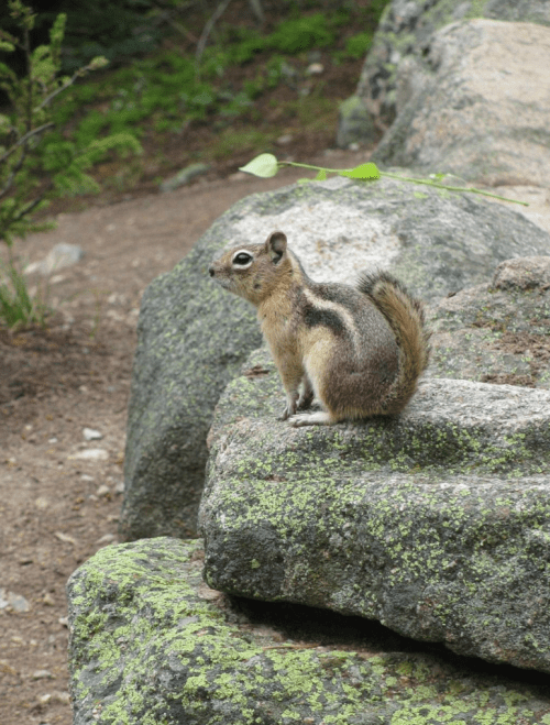 A small squirrel sits on a moss-covered rock in a natural setting, surrounded by greenery.