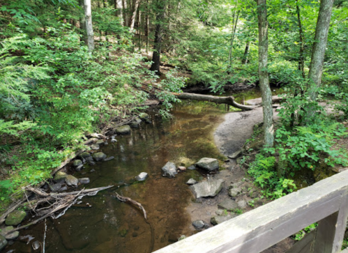 A serene forest scene featuring a shallow stream surrounded by lush greenery and rocks.