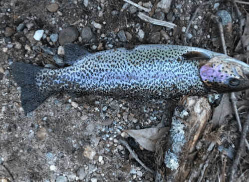 A colorful trout with a speckled body lies on a bed of gravel and leaves.