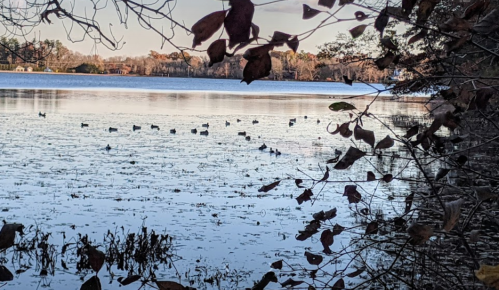 A serene lake scene with ducks swimming among autumn leaves and reflections on the water's surface.