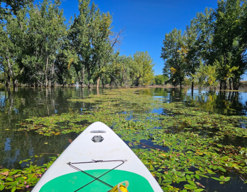 A paddleboard on calm water surrounded by lush green trees and floating lily pads under a clear blue sky.