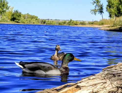 Two ducks swim in a calm blue lake, surrounded by trees and a clear sky.