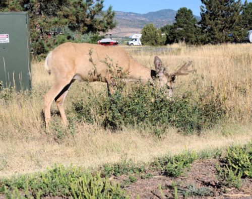 A deer grazes on bushes in a grassy area with trees and mountains in the background.