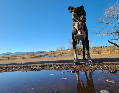 A black dog stands by a puddle, reflecting the clear blue sky and distant mountains in a rural landscape.