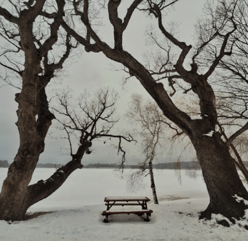 A picnic table sits under bare trees by a snowy lake, creating a serene winter landscape.