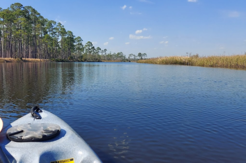 A calm waterway surrounded by tall trees and grasses under a clear blue sky, viewed from a kayak.