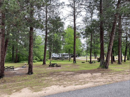 A campsite surrounded by tall pine trees, featuring picnic tables and RVs in the background.