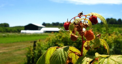 Raspberry plant with ripe fruit in the foreground, farm buildings and green fields in the background under a blue sky.