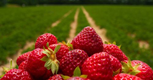 A pile of ripe red strawberries in front of fields of crops in the background