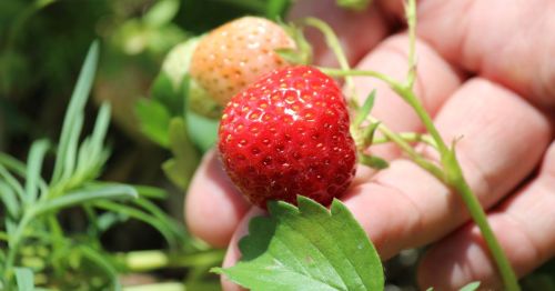 Close up of a person holding a ripe strawberry still on the vine at a farm in Missouri