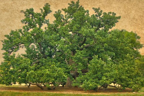 A large, lush green tree with a wide canopy, set against a textured, neutral background.